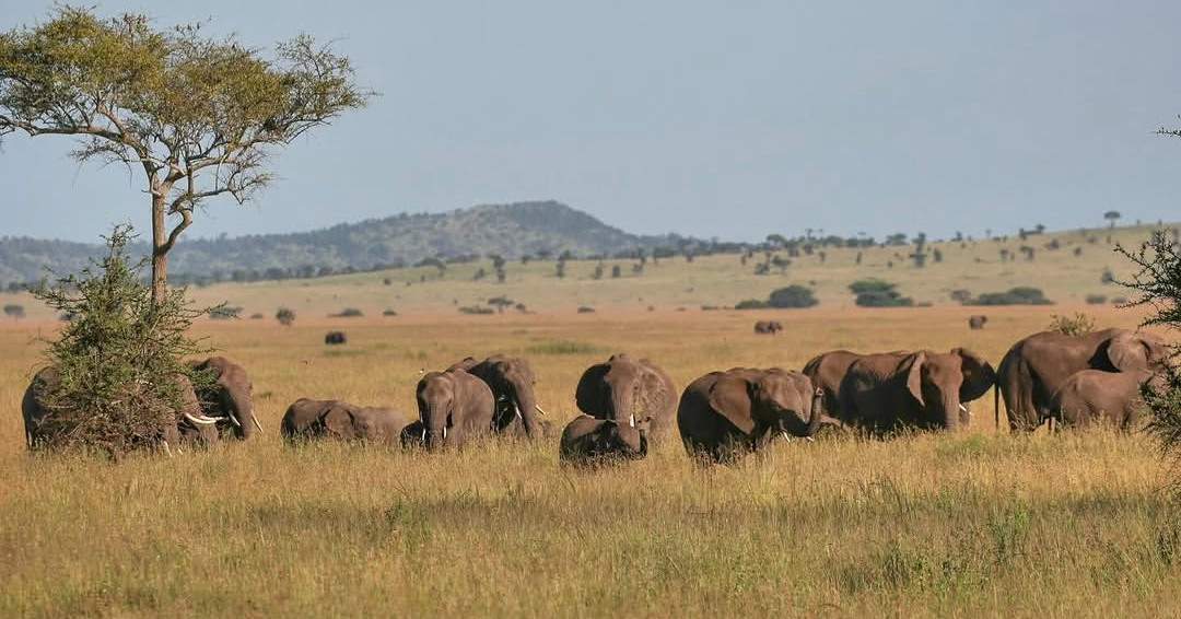 Elephant Serengeti Tanzania